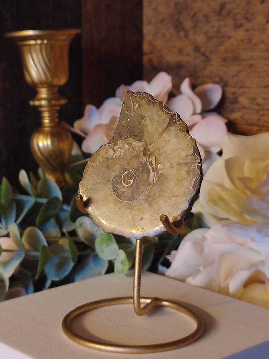 Ammonit Hälfte AH10